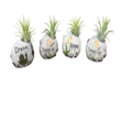 Tillandsia Inspirational Rock (Box of 16)